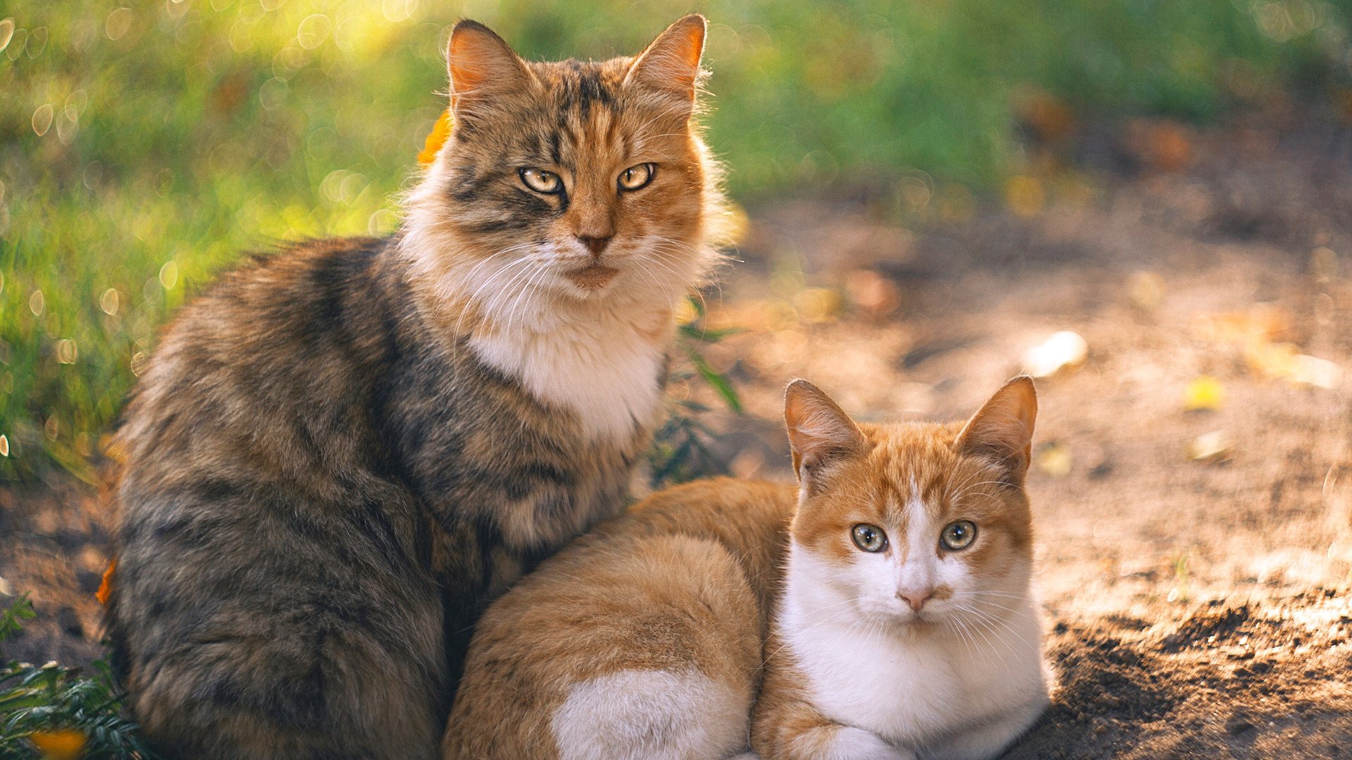 开云网页版-狼队快速推进打穿对手后防，狼队技能