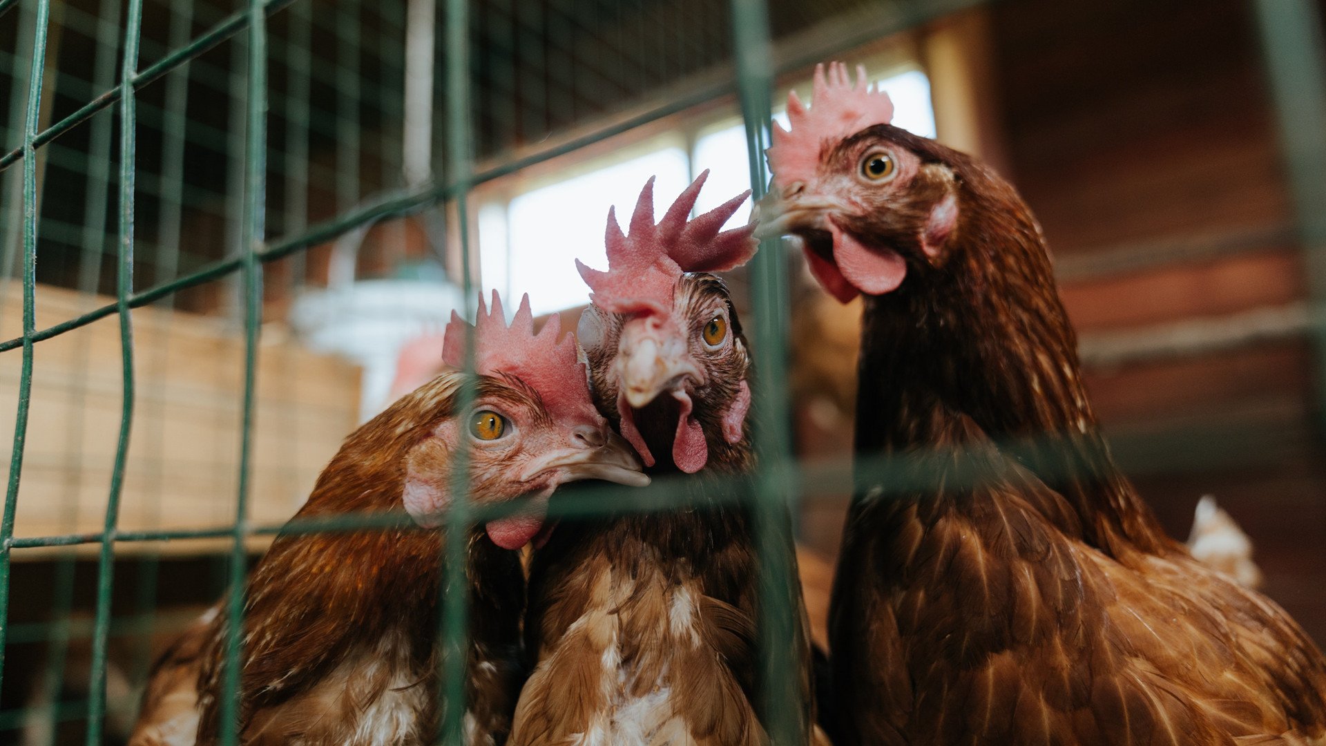 Kaiyun(中国)开云-瑞典队未来发展展望：如何在年轻球员中注入更多活力，瑞典球队强吗