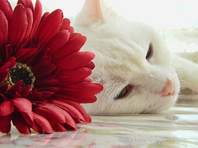 开云APP-李娜称孩子教育方式来自运动理念,李娜老师资料