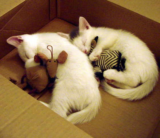 开云·体育官网-法甲降级战悬念持续升温,法甲降级规则