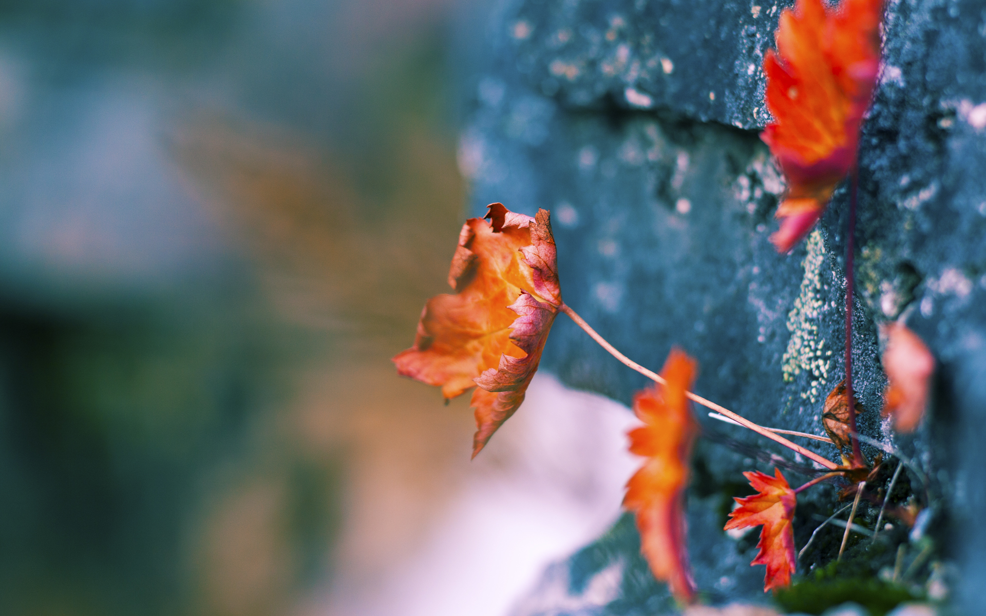 开云·体育官方网站入口-渡边一平决赛稳定发挥赢得掌声，渡边一雄